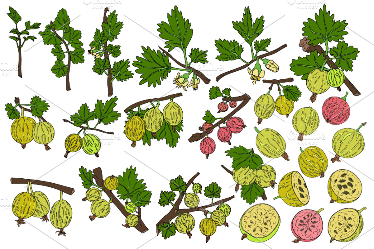 Gooseberry hand drawn vector, a Food Illustration by Elena Mykhailenko (Photo 3 of 4)