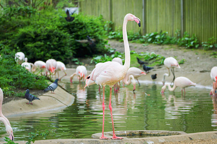 Pink flamingos containing flamingo, zoo, and wild, an Animal Photo by Anna Moskvina