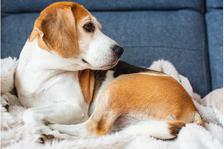 A adult beagle dog napping in sunny, an Animal Photo by MadPhotos