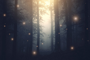 Fairy tale forest