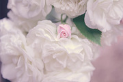 White roses, pink rose bud, a Nature Photo by The Free Creatives (Thumbnail 1 of 2)