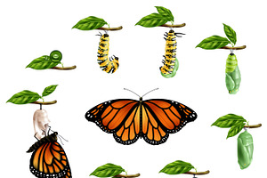 Life Cycle Butterfly Realistic Icons