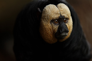 White-faced saki monkey with a seren, a Photo by Perpis