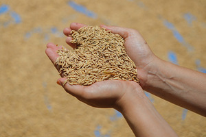 Heart-Shaped Handful of Paddy Rice