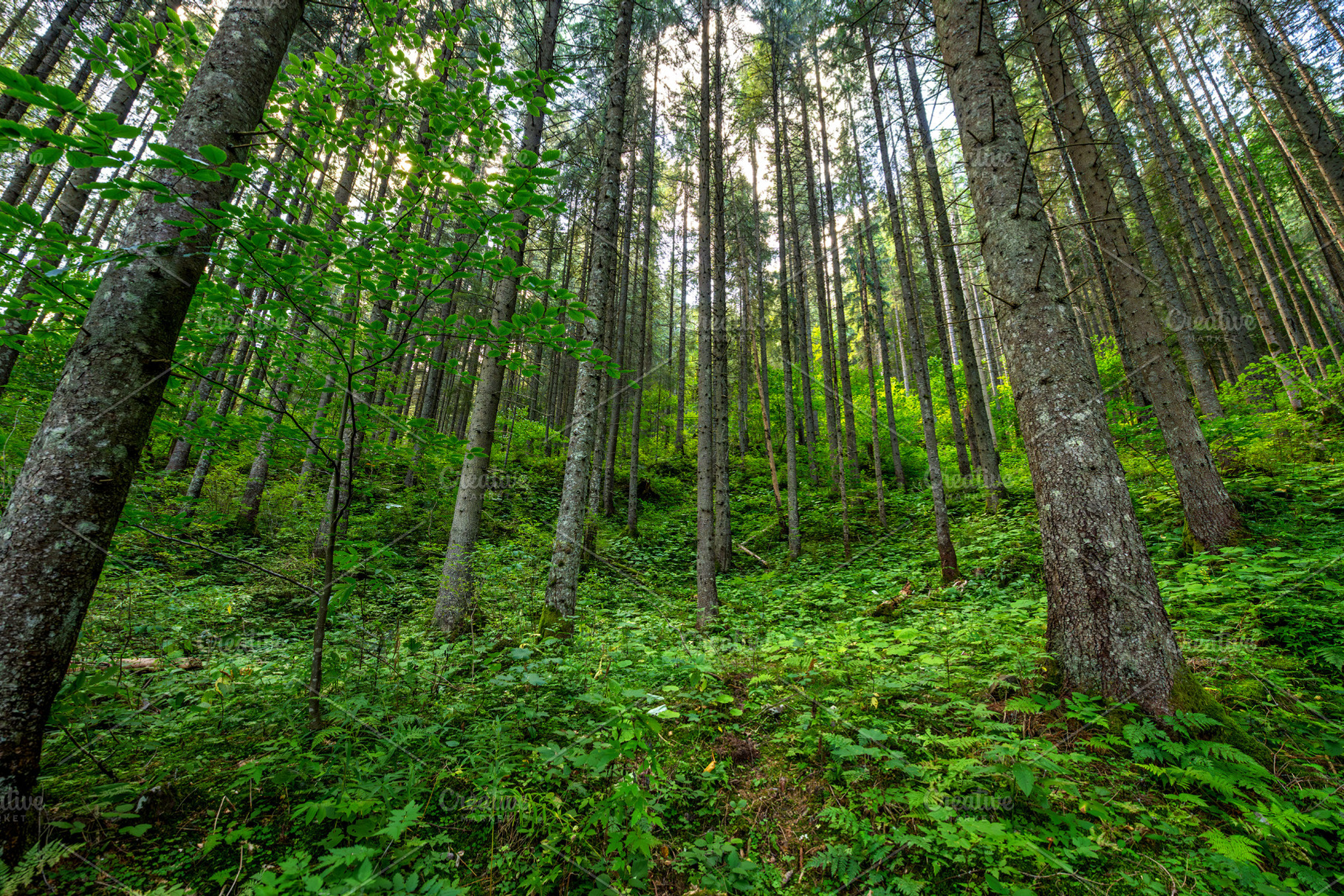 Sunlight filtering through tall coniferous trees in a lush green, a Nature Photo by Byrdyak