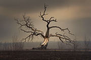 48 Dying Tree Images, a Nature Photo by h.utomo (Thumbnail 43 of 48)