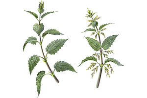 Nettle Pencil Illustration Isolated