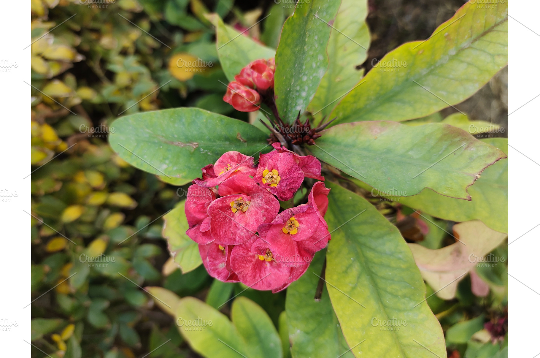 Crown of Thorns red flowers, a Nature Photo by LogosDen