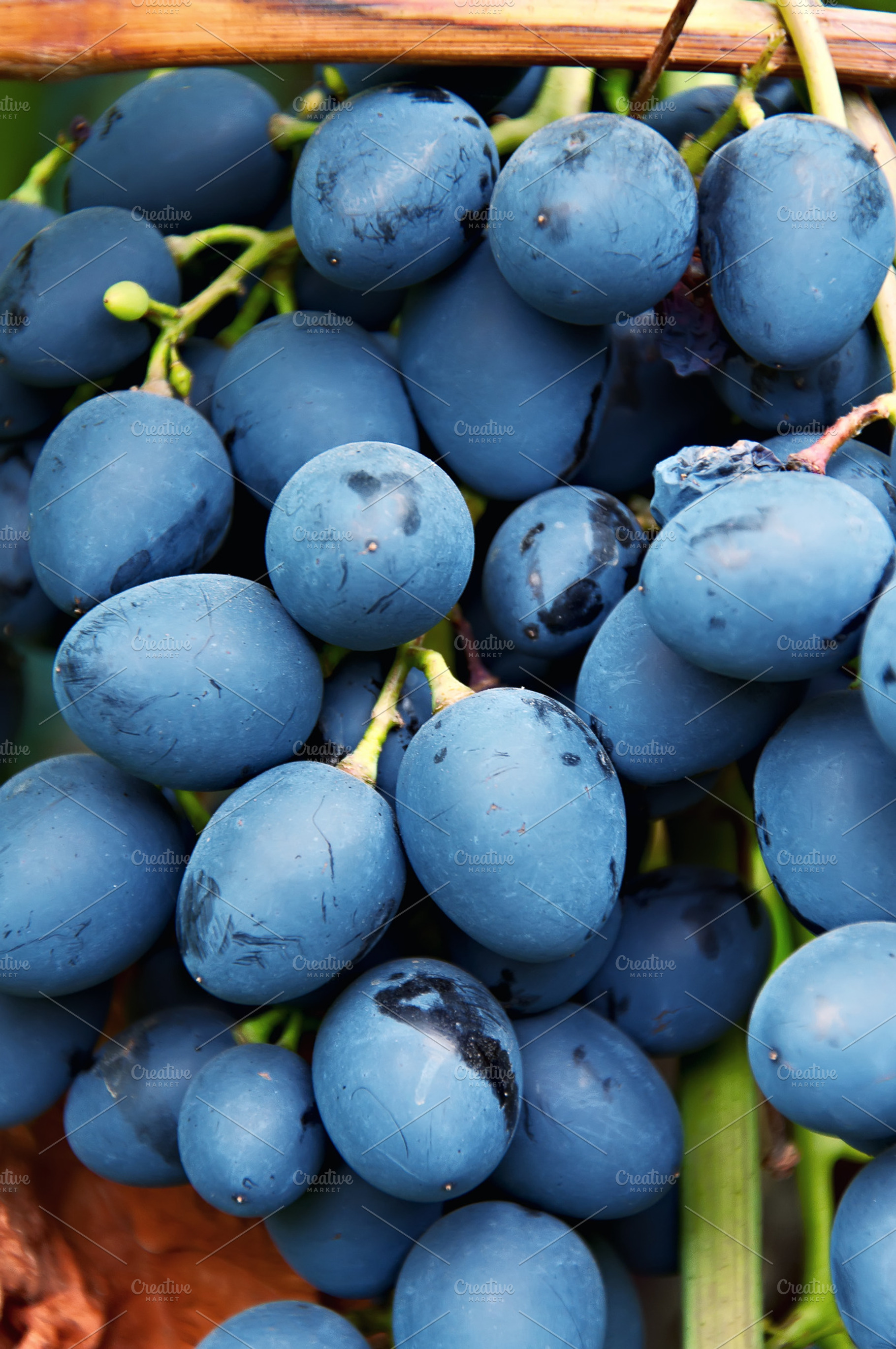 Moldova Grapes