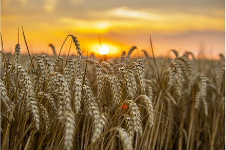 Scene of sunset on the agricultural, an Industrial Photo by volodymyrshtun13795