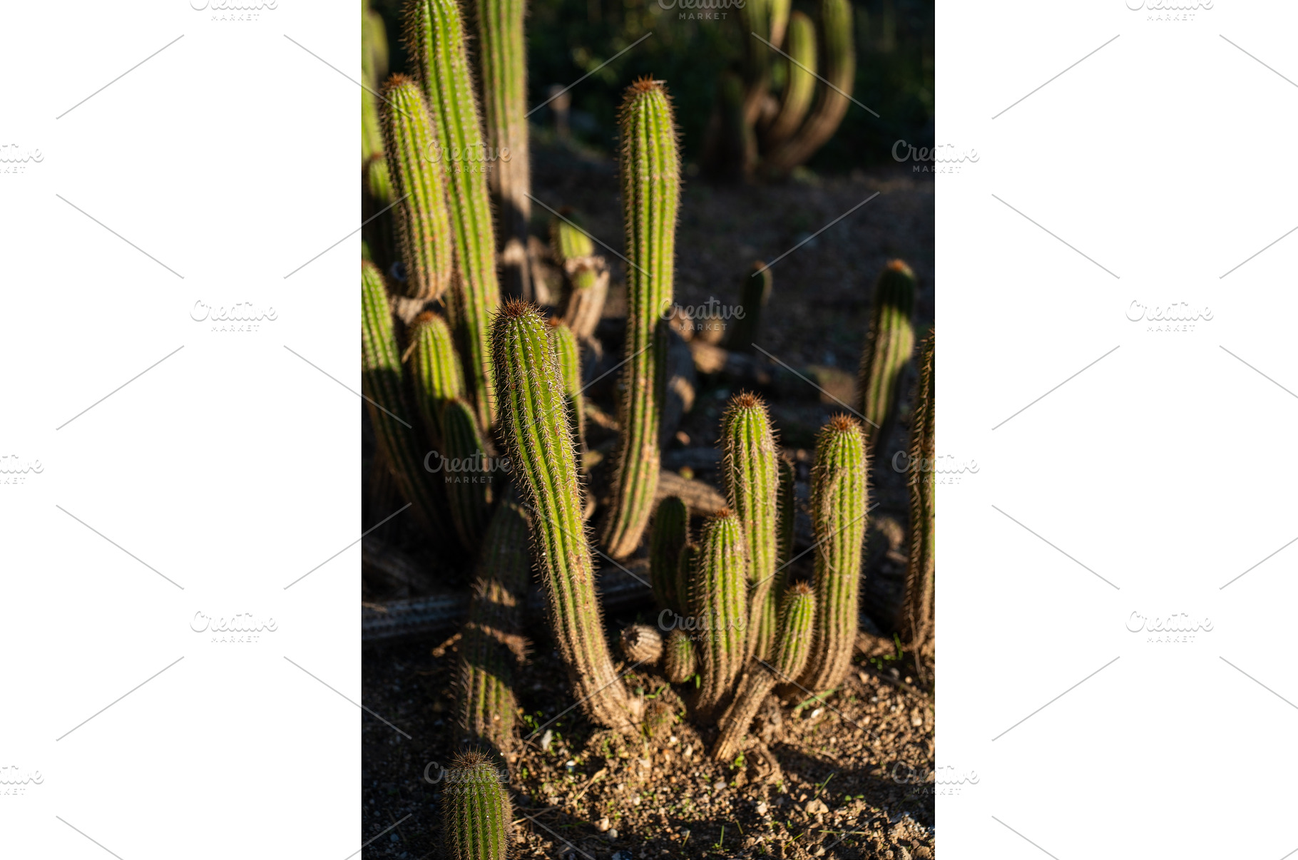 Group of columnar green cacti, a Nature Photo by volodymyrshtun13795