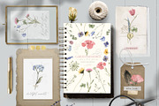 pressed floral watercolor collection, an Illustration by beehouse studio (Thumbnail 8 of 9)