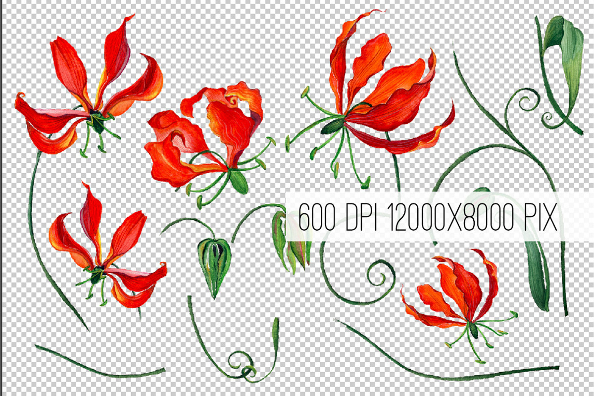 Watercolor gloriosa flowers kit., an Object Graphic by WatercolorArt (Photo 2 of 2)
