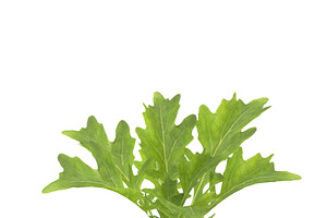 Arugula