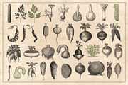 150 Vintage Vegetables (Vector), a Food Illustration by Brigantine Designs (Thumbnail 7 of 7)