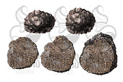 Black Truffle Watercolor Clipart, a Food Illustration by NKTKNS (Thumbnail 4 of 6)