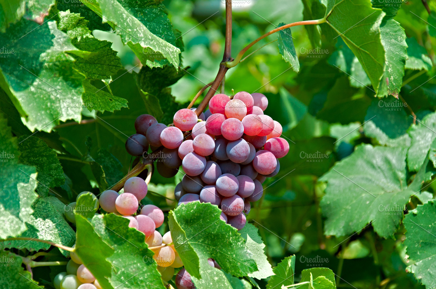 Fresh Grapes