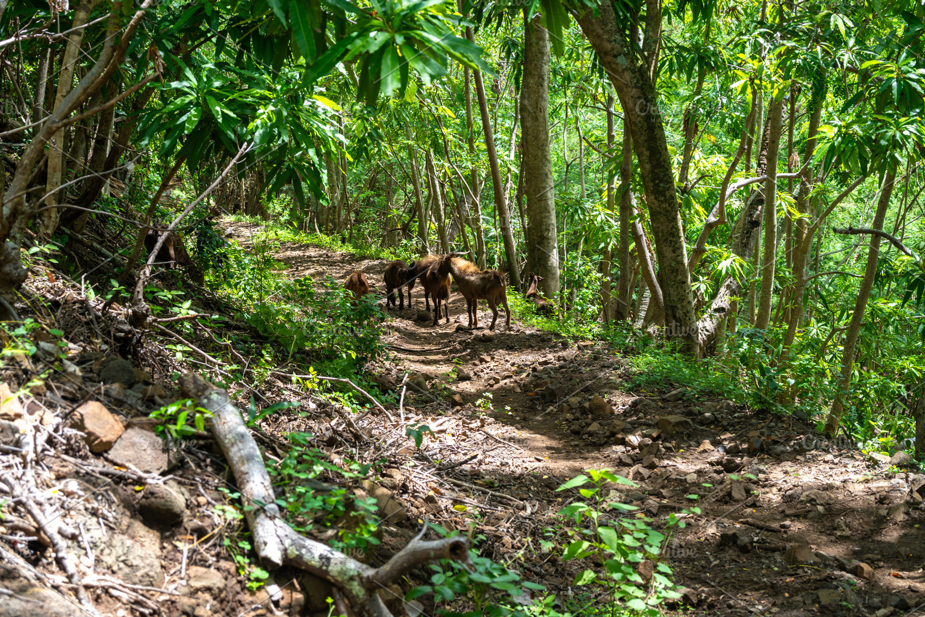 Herd of goats near Anaho Bay, Nuku Hiva, French Polynesia, Marqu, an Animal Photo by GoodGoods