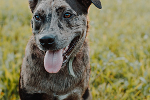 Happy cattle dog featuring aussie, australian shepherd, and pitbutt