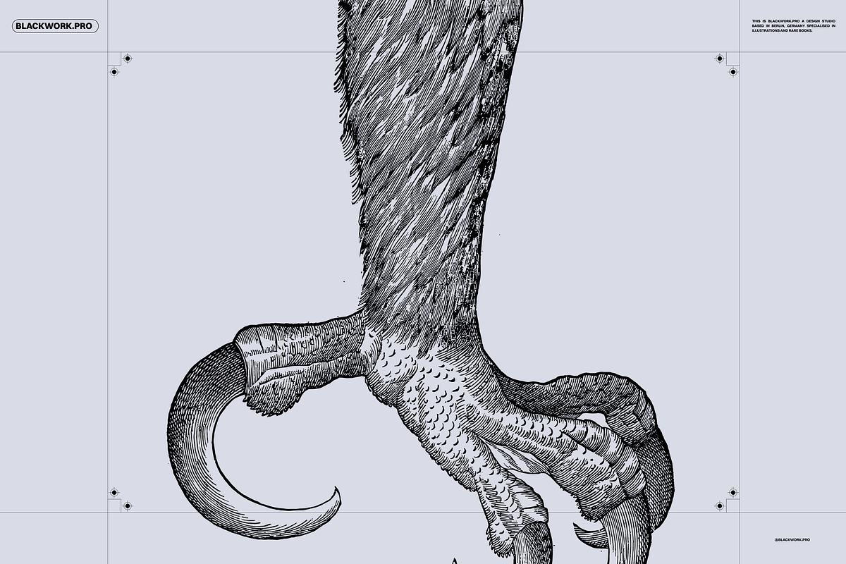 Birds of the World Illustrations, an Animal Illustration by Nomad Visuals (Photo 6 of 12)