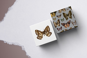 Butterflies SET And Patterns