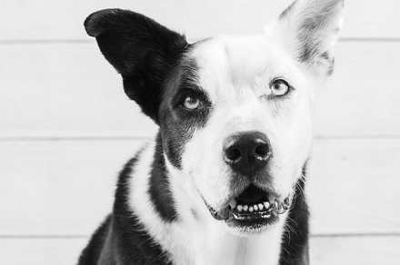 Portrait of a black and white dog looking at camera, an Animal Photo by rubenchase