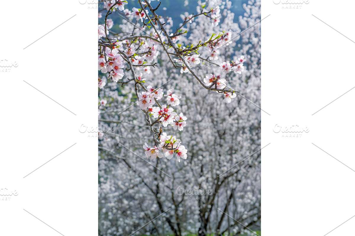 Blossoming almond trees, a Nature Photo by Fruits+Veggies (Photo 11 of 17)