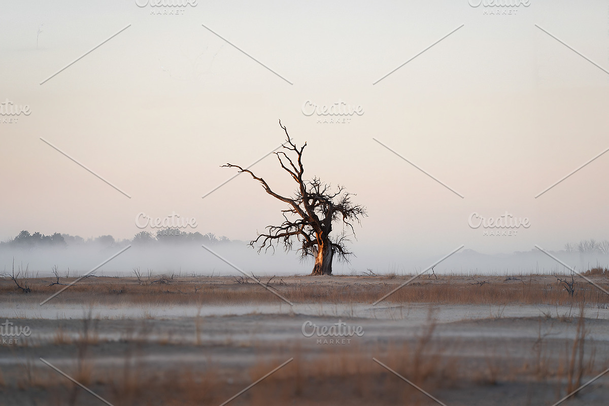 48 Dying Tree Images, a Nature Photo by h.utomo (Photo 15 of 48)