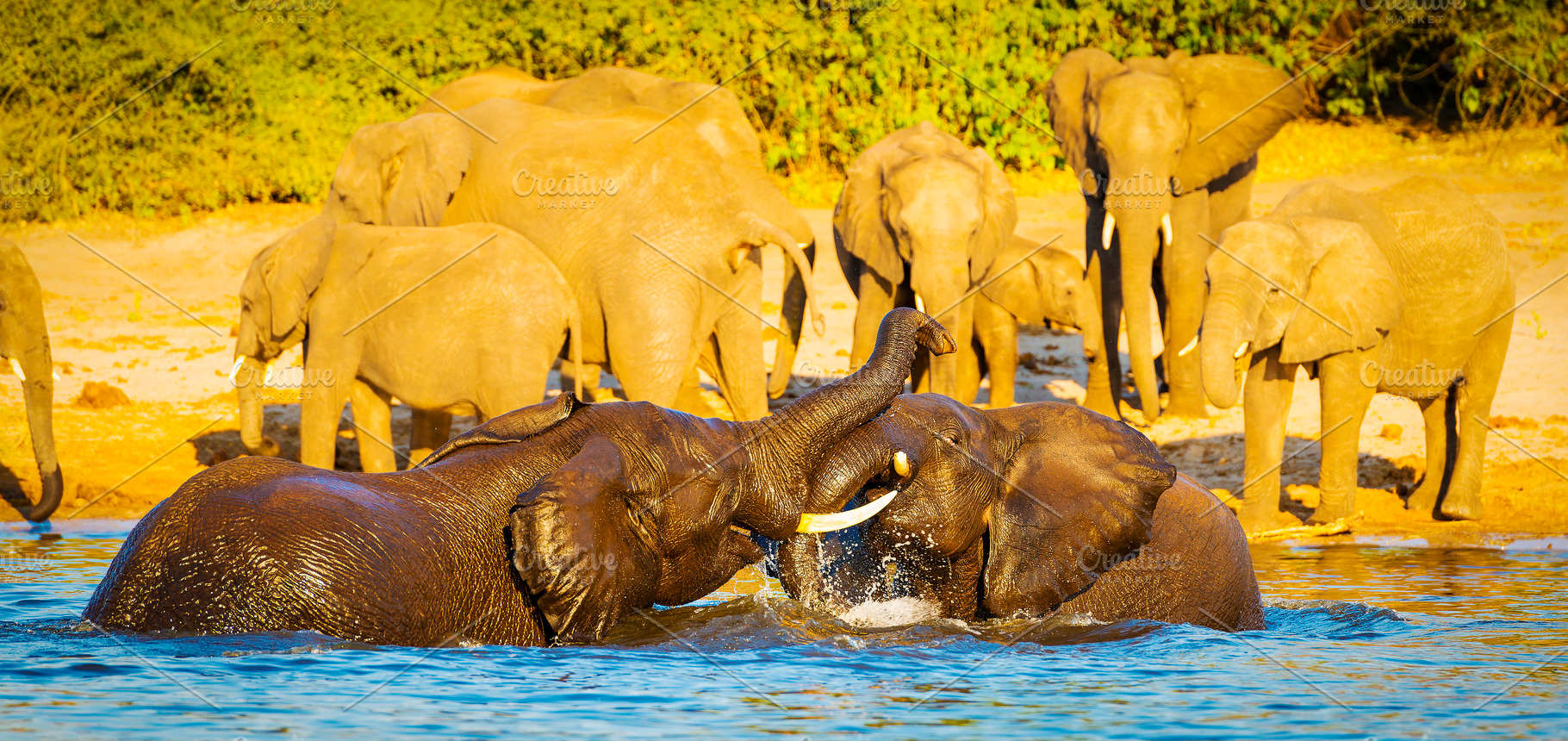 Young Elephants Playing In Water, an Animal Photo by THP Creative