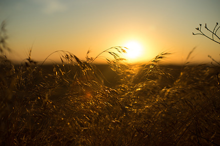 Details of plants at sunset stock photo containing nature and sunset, a Nature Photo by Ekaterina Tarasenko