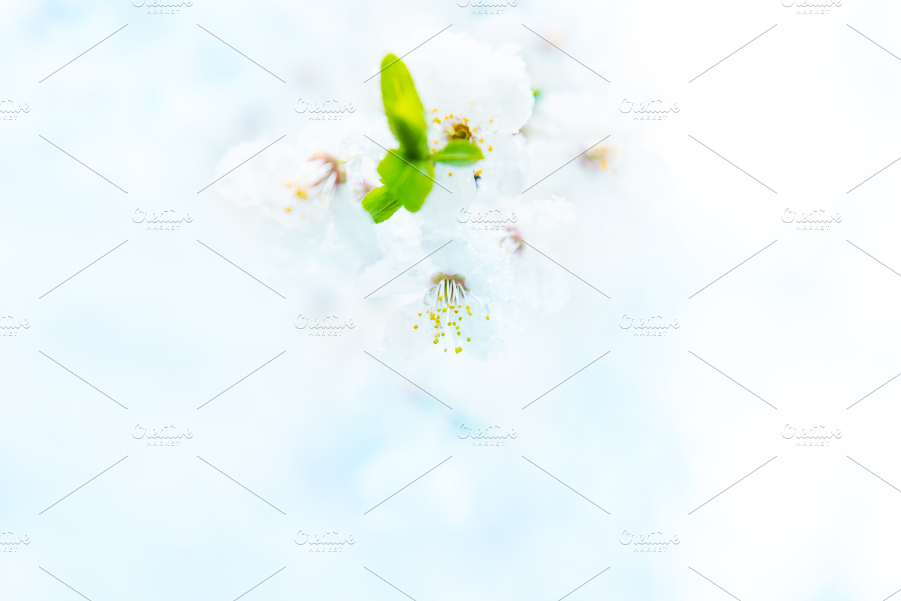 White flowers of branch cherry tree, a Nature Photo by Vapi