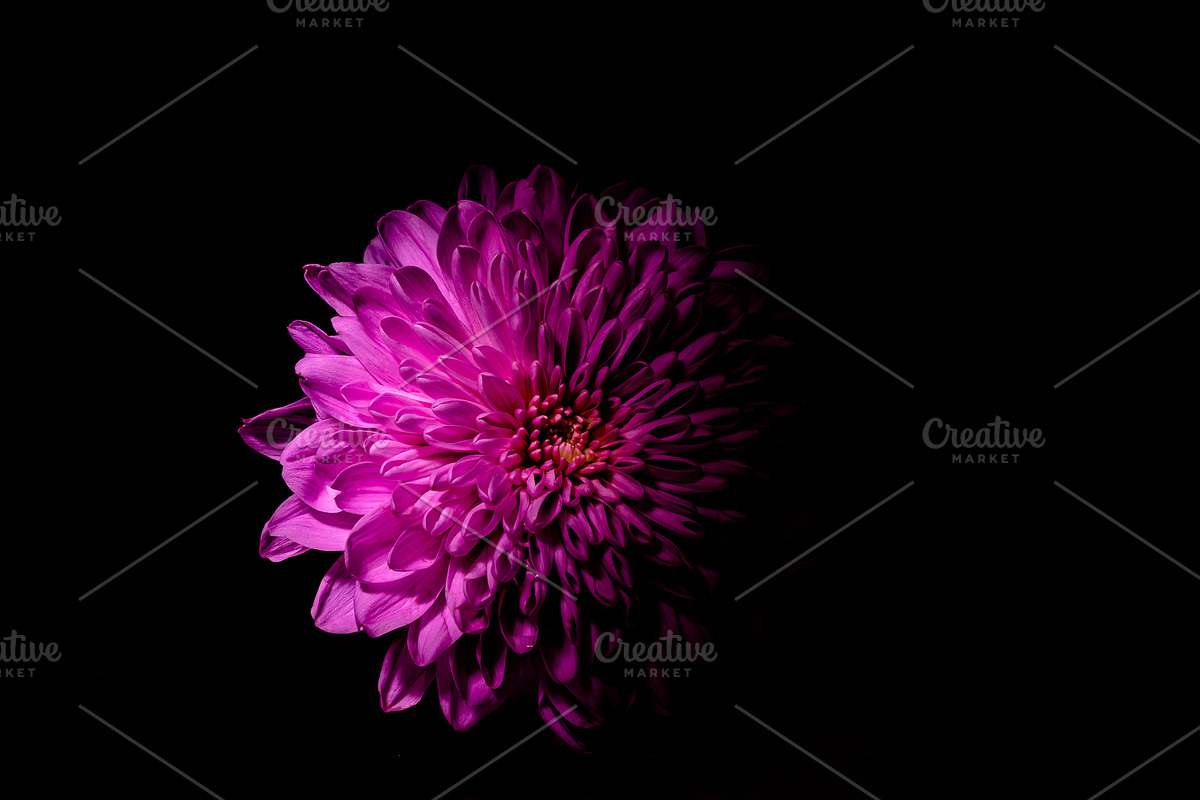 Dark Background Floral Bloom, a Nature Photo by Silent Nature (Photo 3 of 10)