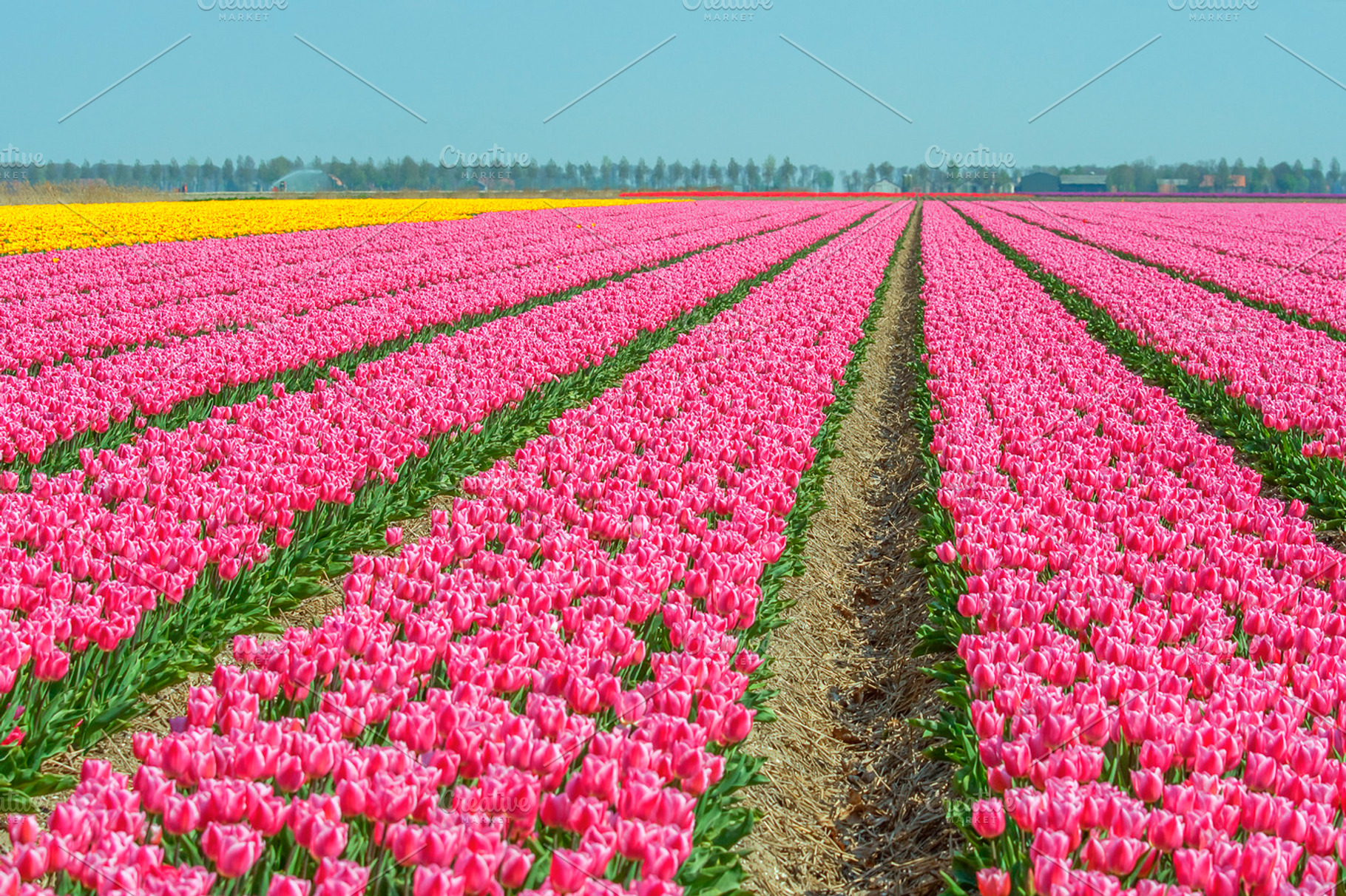 Tulip Growing In The Netherlands