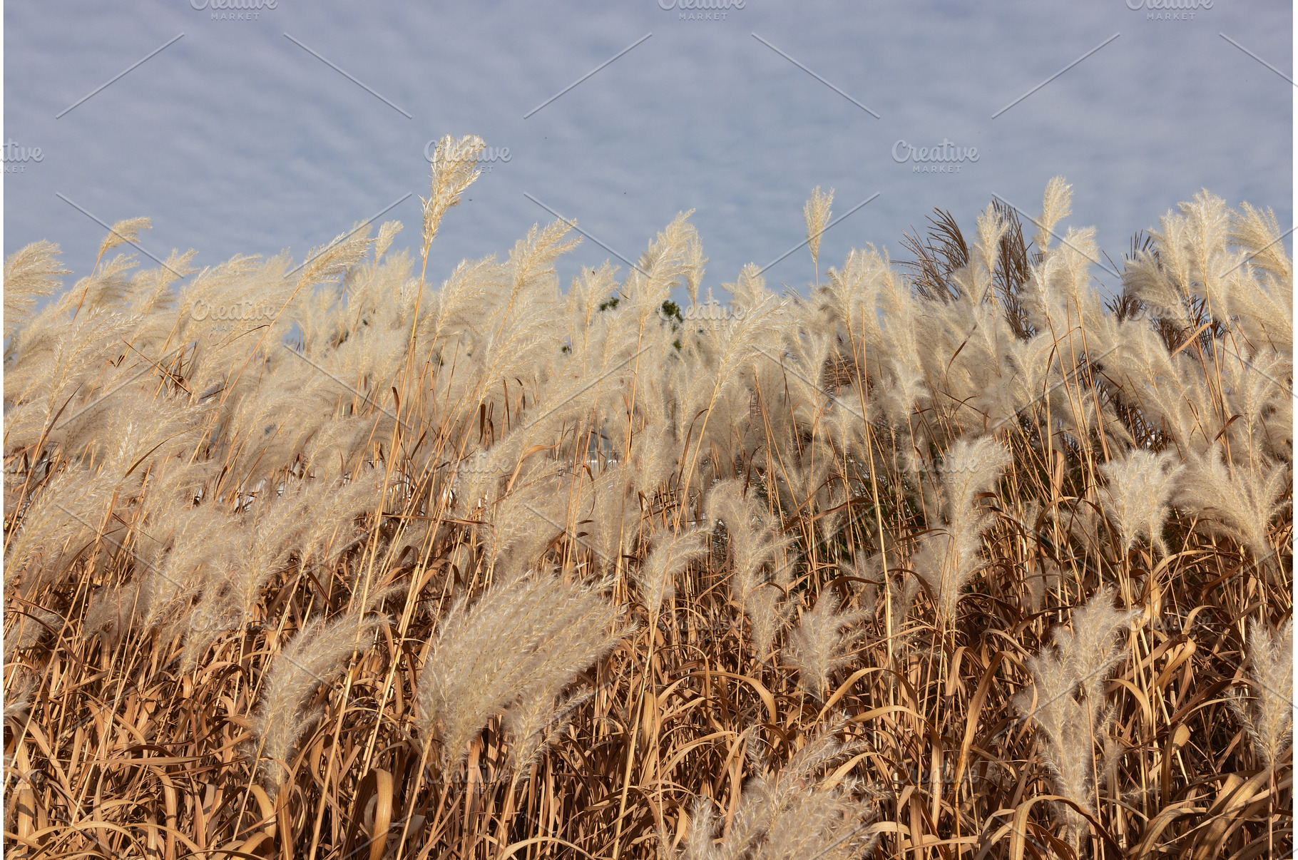 Golden Autumn Amur Silvergrass Grass, a Nature Photo by Lermont51
