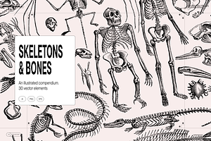 Skeletons & Bones