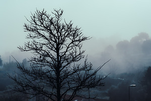 Bare tree in foggy blue landscape, a Nature Photo by SkyNext