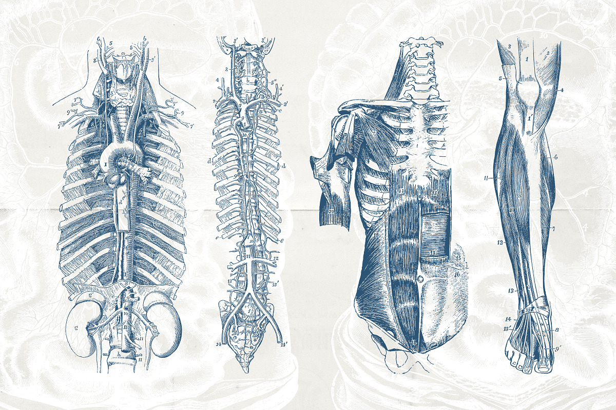 Anatomy & Skeleton PNG Lineart Pack, a Person Illustration by Century Library (Photo 6 of 7)