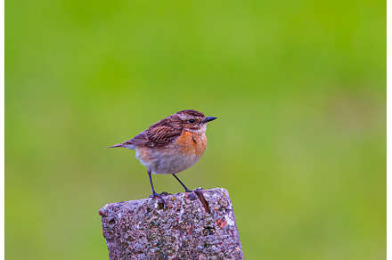 Whinchat - Saxicola rubetra posing, an Animal Photo by Lukas Jonaitis SHOP