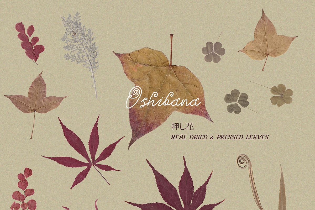 Oshibana Dried & Pressed Fall Leaves, an Object Graphic by Lana Elanor (Photo 13 of 17)