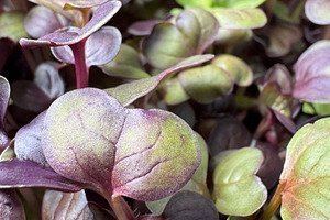 Microgreen red radish sprouts backgr, a Nature Photo by ArtBackground