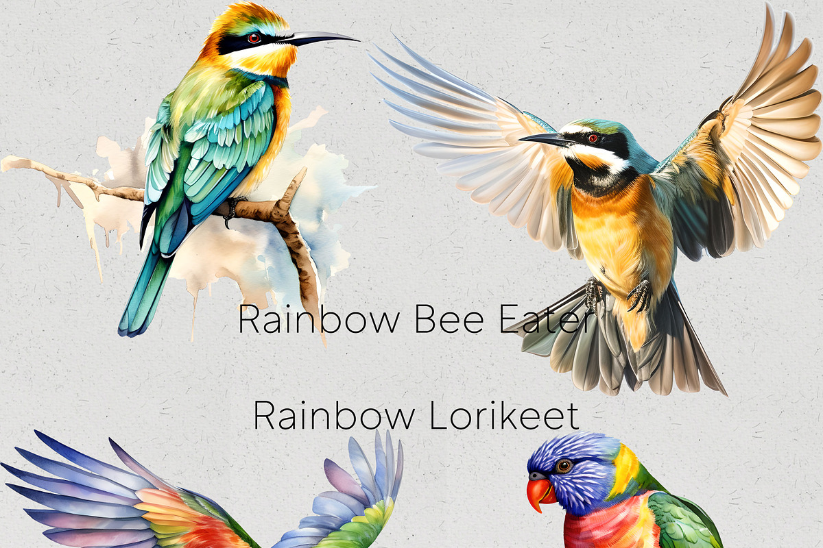 Australian Native Birds Clipart, an Animal Illustration by Pawcasso's Portraits (Photo 4 of 7)