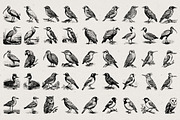 260 Birds Illustrations, an Animal Illustration by Nocturnal Wolf (Thumbnail 6 of 13)