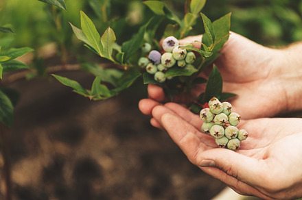 Farmer hands holding and presenting branch of blueberries, future harvest, a Food & Drink Photo by Lenor4ik