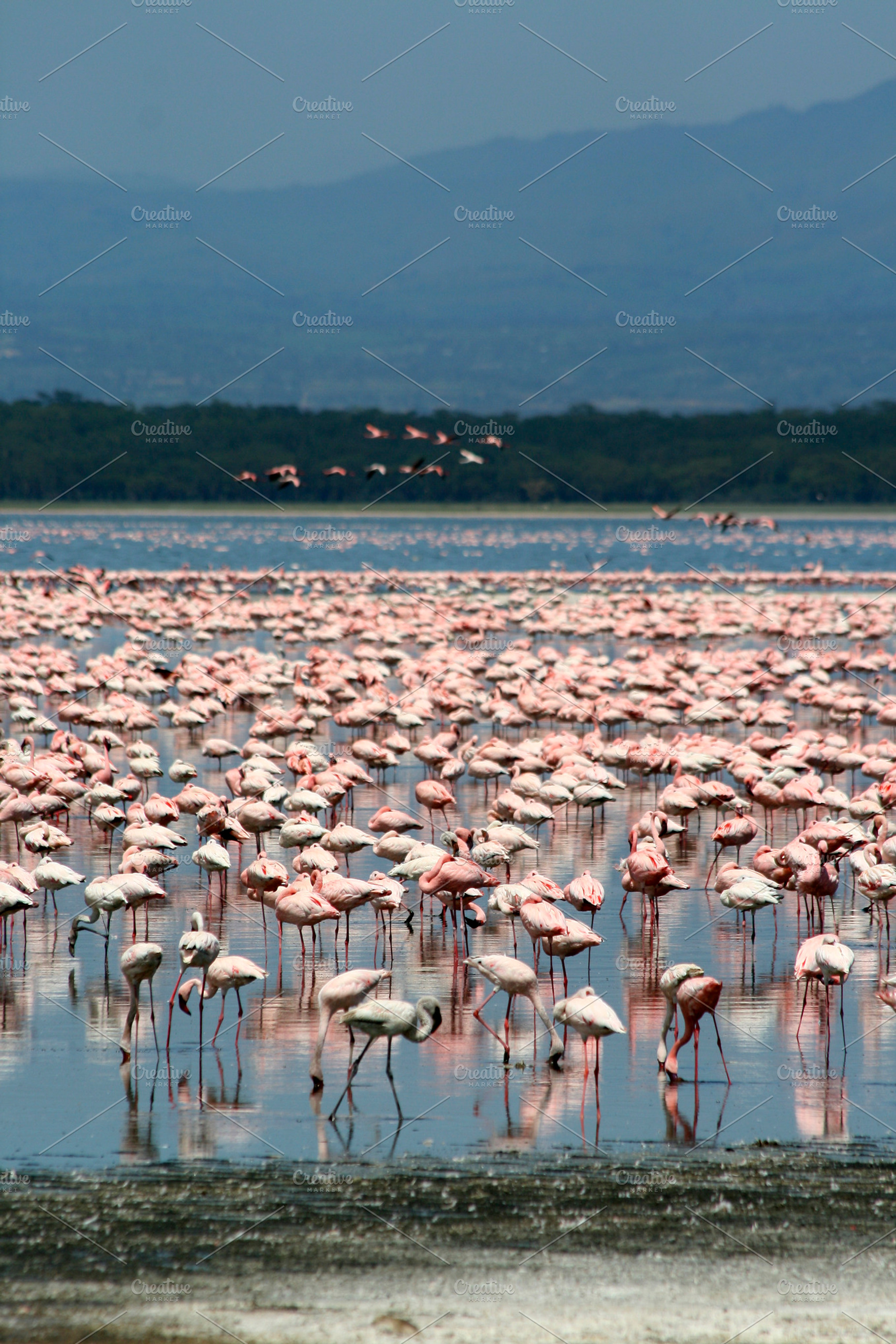 Colorful flamingos containing kenya, flamingo, and lake, an Animal Photo by aagafapaperiapunta