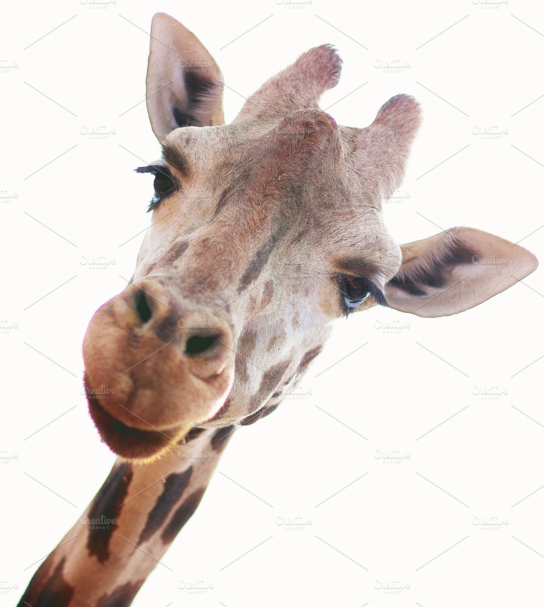 Giraffe Extreme
