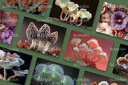50 Fungi Mushrooms Stock Photos, a Nature Photo by Incomelion (Thumbnail 11 of 14)