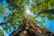 98 Trees view from below, a Nature Photo by Handmadefont (Thumbnail 47 of 98)