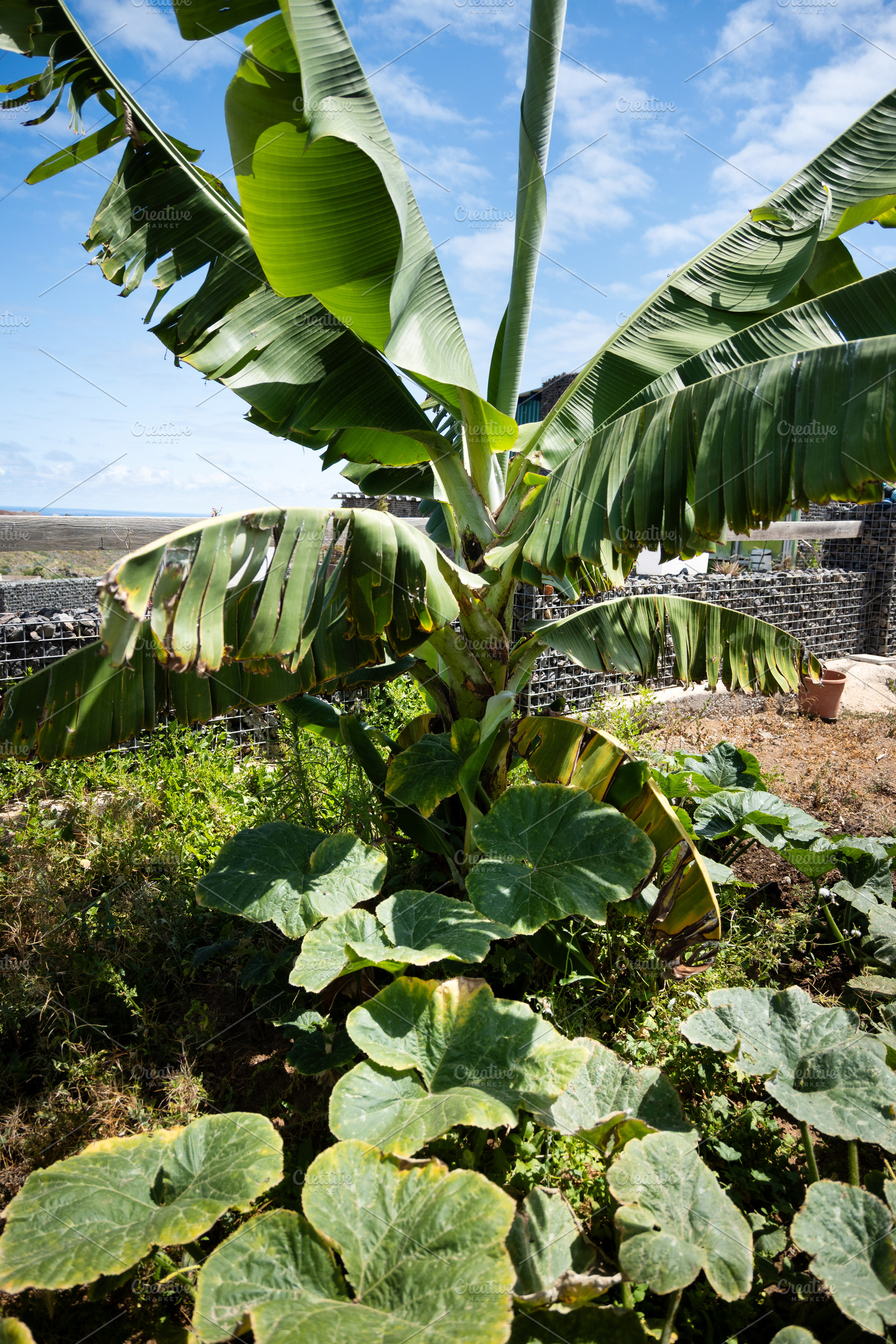 Banana Tree and Squash Plant Growing in Rural Garden, an Industrial Photo by etorres69