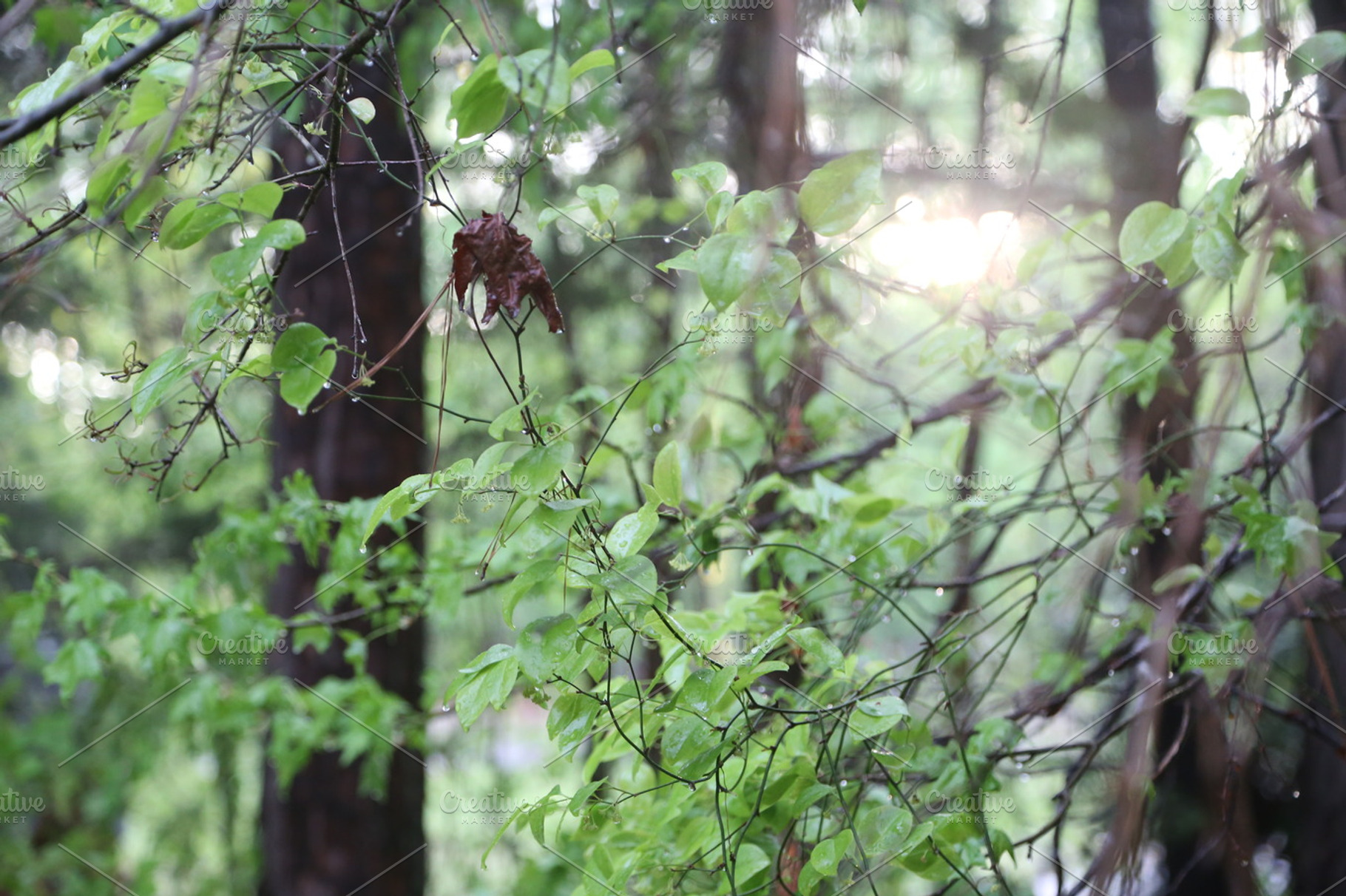 Soft Spring Light, a Nature Photo by BrightShadow Photo Art