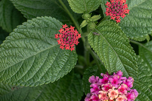 Lantana camara in bloom, a Nature Photo by Schreibikus
